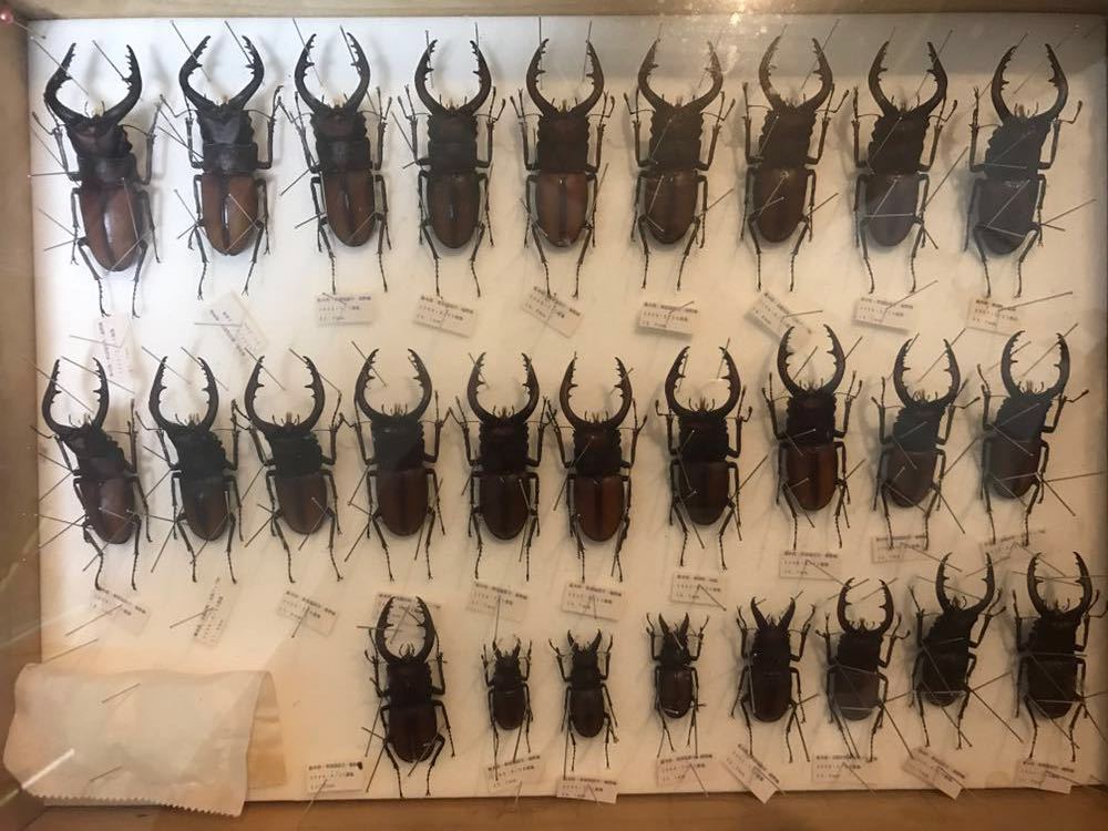 ノコギリクワガタ(鋸鍬形) ☆ノコギリクワガタ 標本 ☆ , 昆虫標本