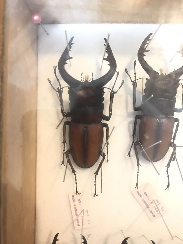ノコギリクワガタ(鋸鍬形) ☆ノコギリクワガタ 標本 ☆ , 昆虫標本