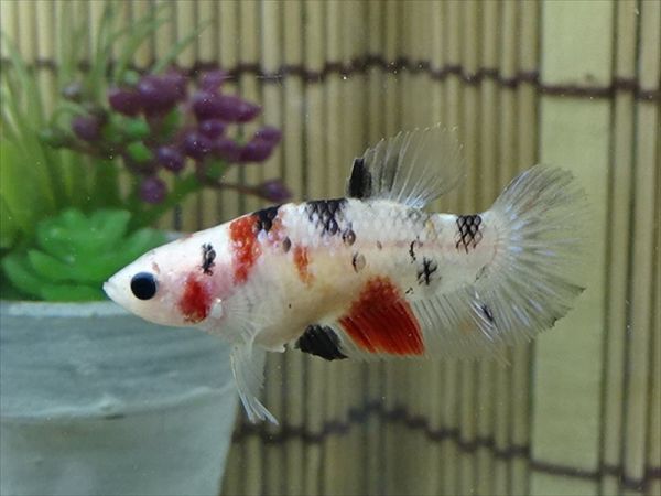 【Kinako＊farm】 国産 ベタ プラカット コイ ♀ ギャラクシー　= 0808-1284 =　　鯉　betta ベタ 淡水魚ハーフムーンプラカット コイギャラクシー♀1匹 [熱帯魚]ベタ | プラガット（鯉）｜Yahoo