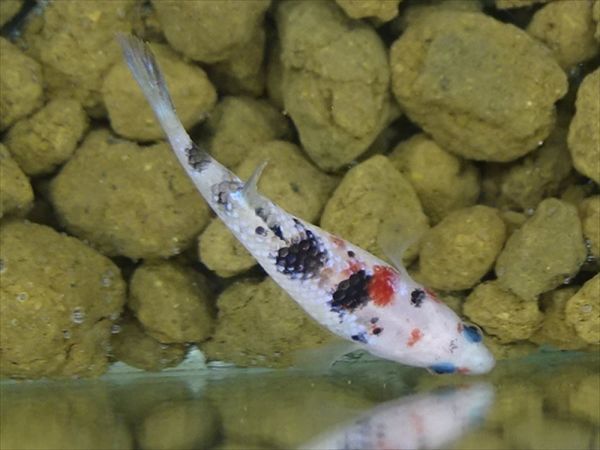 【Kinako＊farm】 国産 ベタ プラカット コイ ♀ ギャラクシー　= 0808-1284 =　　鯉　betta ベタ 淡水魚ハーフムーンプラカット コイギャラクシー♀1匹 [熱帯魚]ベタ | プラガット（鯉）｜Yahoo