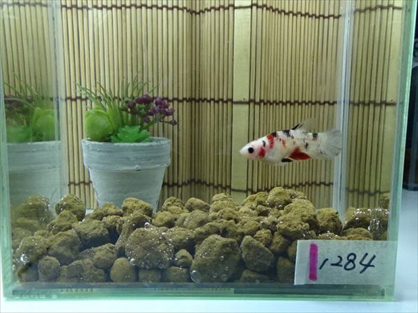 【Kinako＊farm】 国産 ベタ プラカット コイ ♀ ギャラクシー　= 0808-1284 =　　鯉　betta