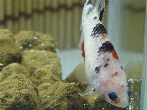 【Kinako＊farm】 国産 ベタ プラカット コイ ♀ ギャラクシー　= 0808-1284 =　　鯉　betta ベタ 淡水魚ハーフムーンプラカット コイギャラクシー♀1匹 [熱帯魚]ベタ | プラガット（鯉）｜Yahoo