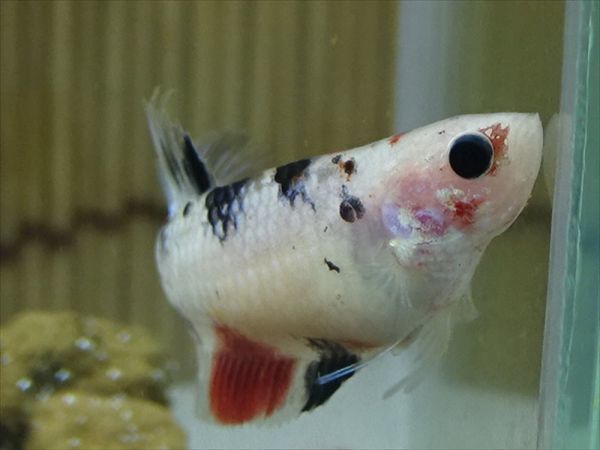 【Kinako＊farm】 国産 ベタ プラカット コイ ♀ ギャラクシー　= 0808-1284 =　　鯉　betta ベタ 淡水魚ハーフムーンプラカット コイギャラクシー♀1匹 [熱帯魚]ベタ | プラガット（鯉）｜Yahoo