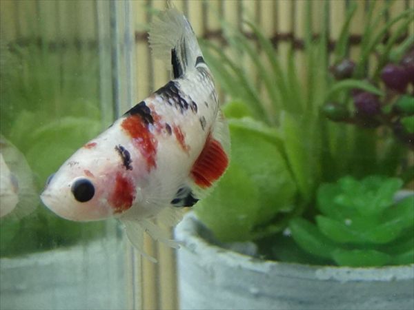 【Kinako＊farm】 国産 ベタ プラカット コイ ♀ ギャラクシー　= 0808-1284 =　　鯉　betta ベタ 淡水魚ハーフムーンプラカット コイギャラクシー♀1匹 [熱帯魚]ベタ | プラガット（鯉）｜Yahoo