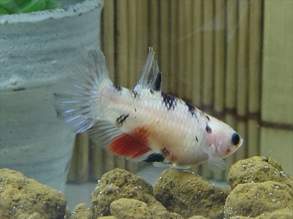 【Kinako＊farm】 国産 ベタ プラカット コイ ♀ ギャラクシー　= 0808-1284 =　　鯉　betta ベタ 淡水魚ハーフムーンプラカット コイギャラクシー♀1匹 [熱帯魚]ベタ | プラガット（鯉）｜Yahoo