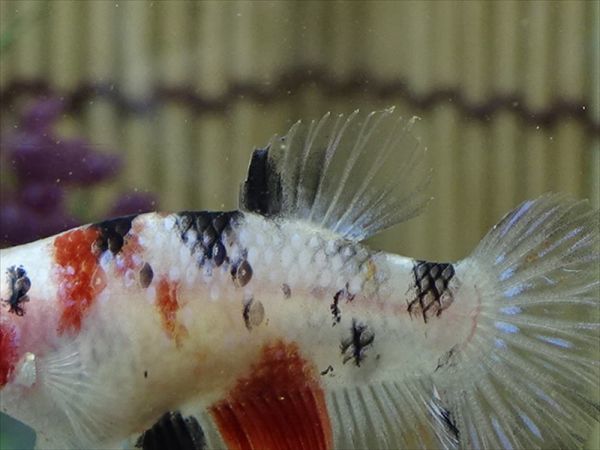 【Kinako＊farm】 国産 ベタ プラカット コイ ♀ ギャラクシー　= 0808-1284 =　　鯉　betta ベタ 淡水魚ハーフムーンプラカット コイギャラクシー♀1匹 [熱帯魚]ベタ | プラガット（鯉）｜Yahoo