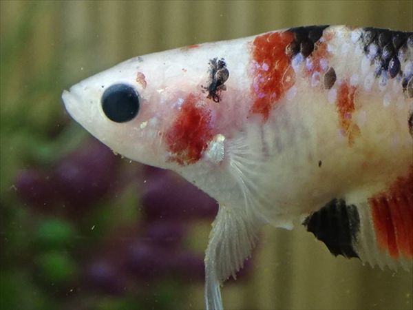 【Kinako＊farm】 国産 ベタ プラカット コイ ♀ ギャラクシー　= 0808-1284 =　　鯉　betta ベタ 淡水魚ハーフムーンプラカット コイギャラクシー♀1匹 [熱帯魚]ベタ | プラガット（鯉）｜Yahoo