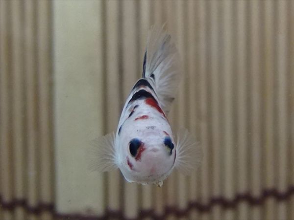 【Kinako＊farm】 国産 ベタ プラカット コイ ♀ ギャラクシー　= 0808-1284 =　　鯉　betta ベタ 淡水魚ハーフムーンプラカット コイギャラクシー♀1匹 [熱帯魚]ベタ | プラガット（鯉）｜Yahoo