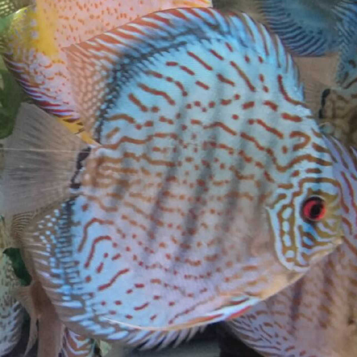 ディスカス＜熱帯魚解説＞ 原種 テフェグリーンディスカス レッド 