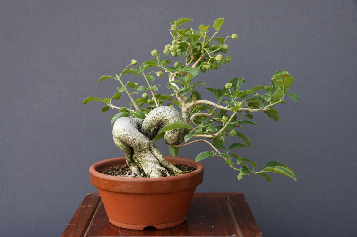 盆栽・苔玉 真柏 盆栽 樹齢20年前後