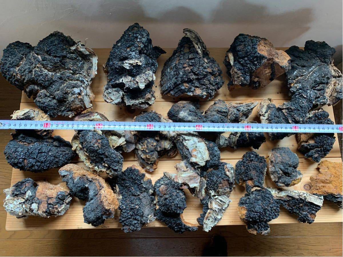 北海道産】カバノアナタケ 2キロ（C） カバノアナタケ茶 塊(原体)300g