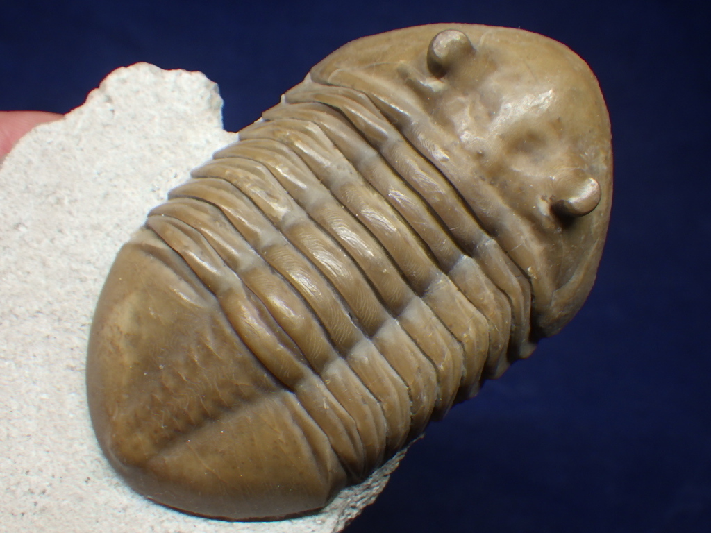 人気，限定セール 巣穴１円ロシア ナチュラル Asaphus lepidurus 三葉虫化石2709(化石)｜売買されたオークション情報、yahooの商品情報をアーカイブ公開 - オークファン 化石