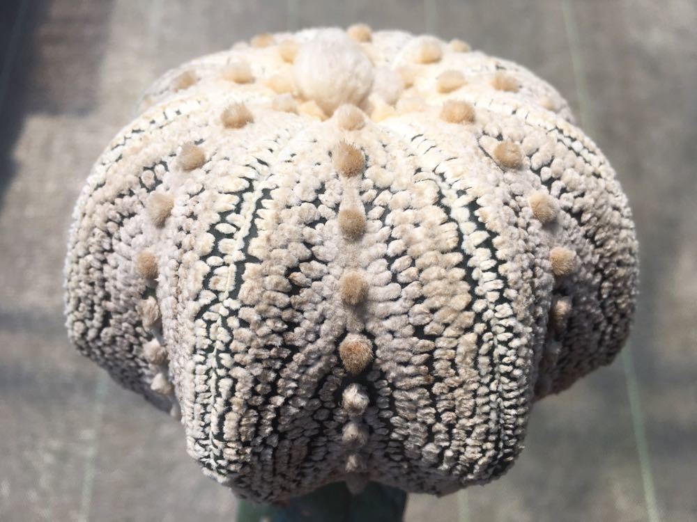☆サボテン・多肉植物☆ スーパー兜交配 実生苗②5本 ☆サボテン・多肉