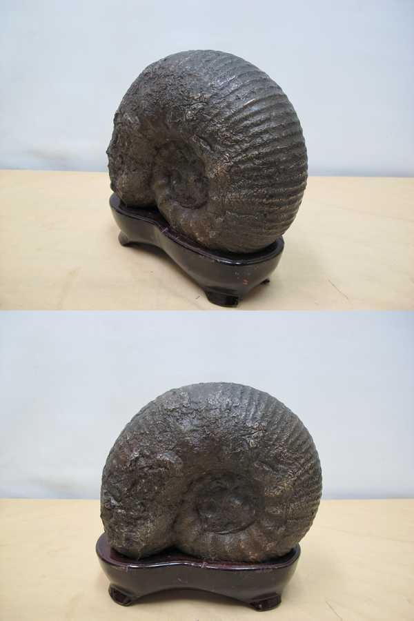 北海道留萌郡小平町産アンモナイト化石⁄Ammonite