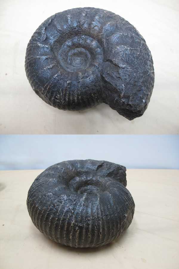 北海道留萌郡小平町産アンモナイト化石⁄Ammonite