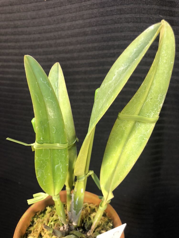 洋蘭 原種 C schroderae x sib 期待の最新実生！ピンクタイプ！ 【公式