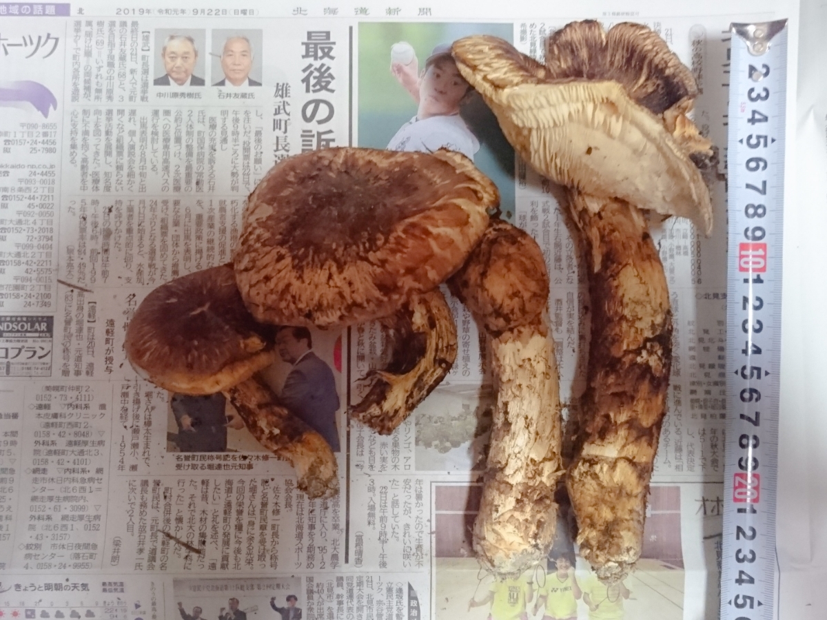 食品 初物‼️ 北海道産松茸 国産松茸 松茸