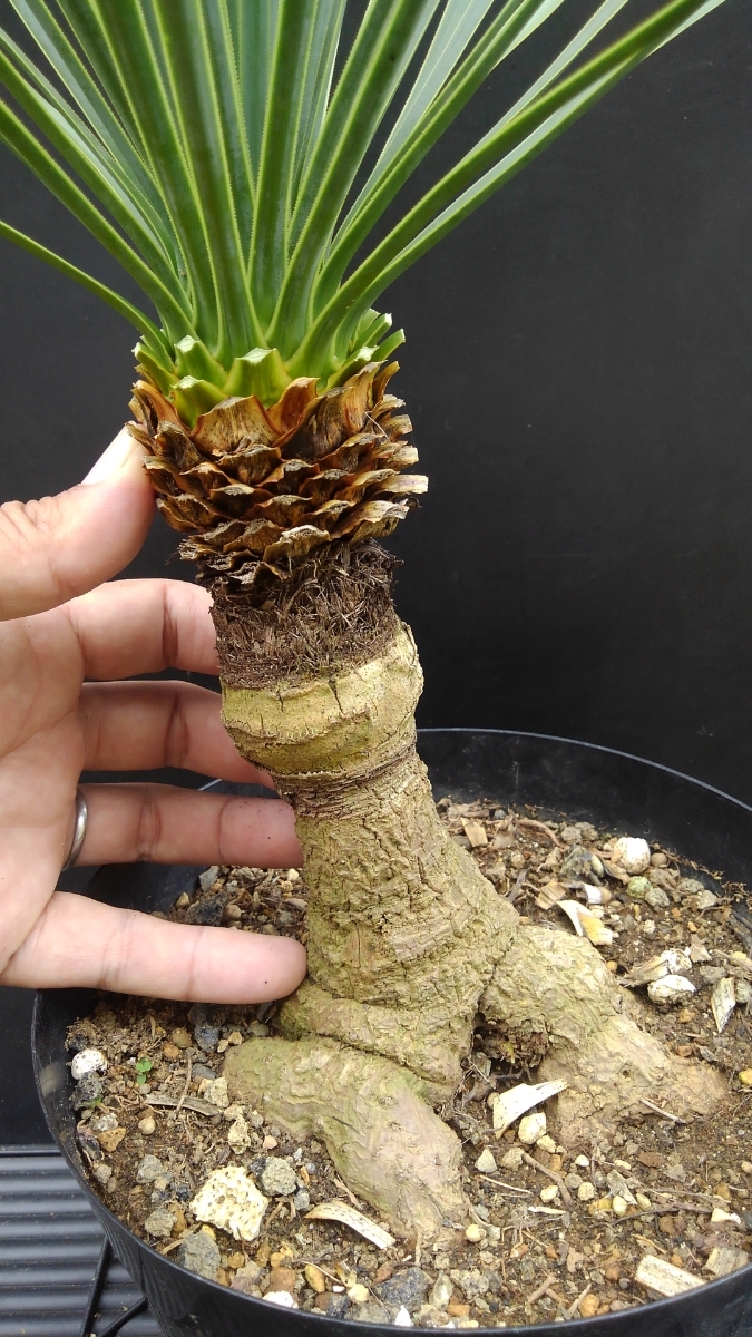 90813638_5
