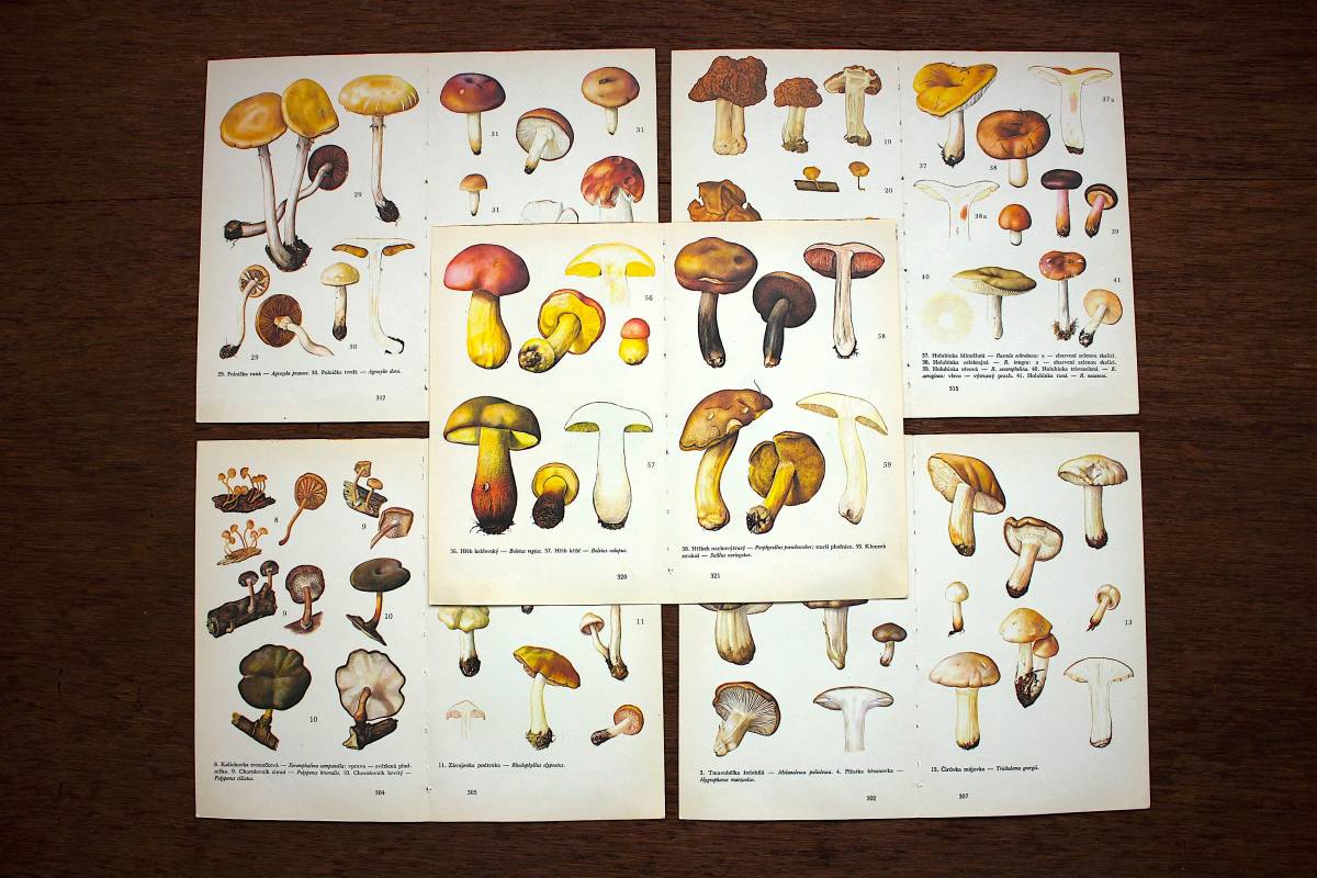 チェコの古いキノコのイラスト5枚セット 両面イラスト ヴィンテージ アンティーク ヨーロッパ雑貨 紙モノ イラスト 花 雰囲気 印刷物 売買されたオークション情報 Yahooの商品情報をアーカイブ公開 オークファン Aucfan Com