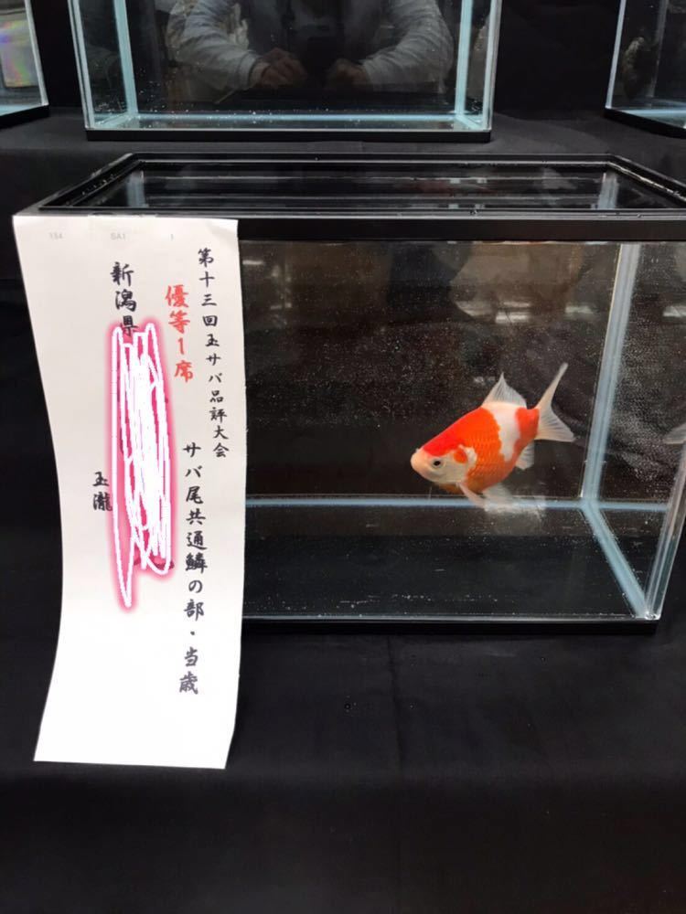 お得，定番 玉サバ、サバ尾当歳 品評会一席のサバ尾