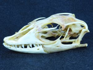スナ刈 チャクマヒヒ 頭骨 剥製 骨格標本 スナ刈様専用 チャクマヒヒ 頭骨 剥製 骨格標本 公式通販 チャクマヒヒ