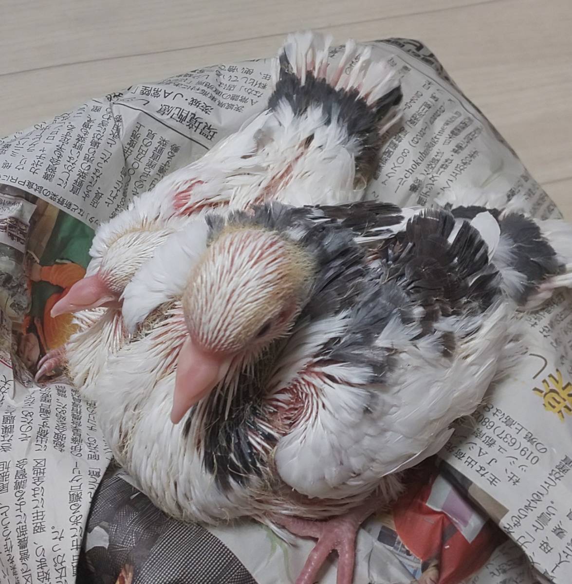 観賞鳩 斑のクジャク鳩(ファンテイル)の卵２つ
