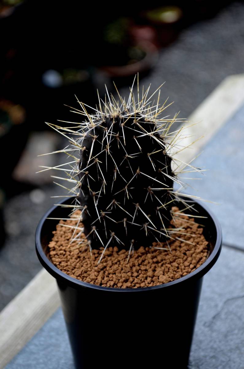 ☆多肉植物☆サボテン☆【ガラパゴス団扇】Opuntia galapageia・B：黒