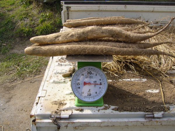 長野県 松代産 長芋 10kg ご家庭用 新掘 ♯0 長芋 松代産 10kg 長野県(松代町・山形村）産 シャキッ甘い、長野県松代産ながいも(ご家庭用)10kg：長野県産の 長