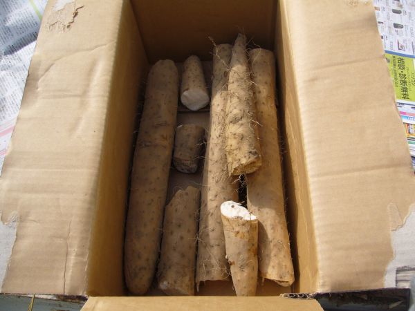長野県 松代産 長芋 10kg ご家庭用 新掘 ♯0 長芋 松代産 10kg 長野県(松代町・山形村）産 シャキッ甘い、長野県松代産ながいも(ご家庭用)10kg：長野県産の 長