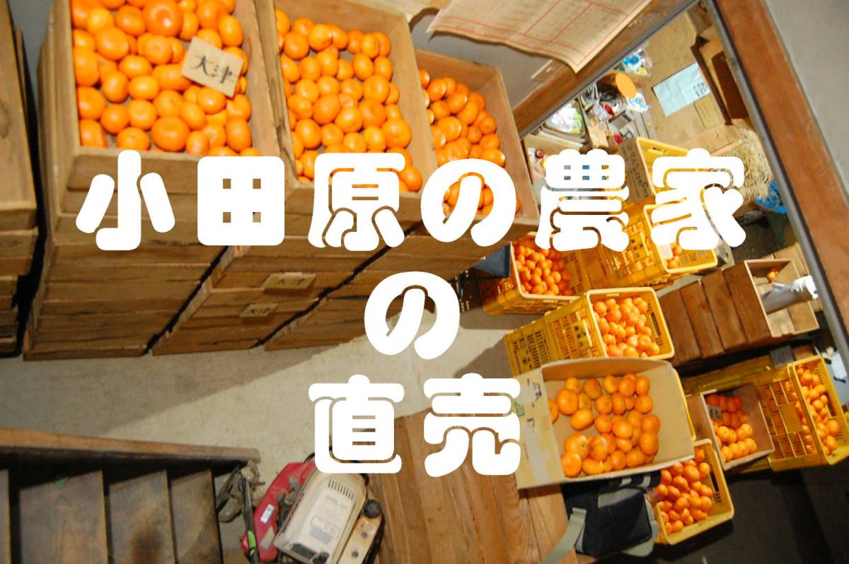 【豊富な，最新作】 みかん １０ｋｇ 品種 青島 小田原の農家直売 湘南の海と箱根 富士山を望む畑 減農薬栽培 No.0126M1(かんきつ類)｜売買されたオークション情報、yahooの商品情報をアーカイブ公開 - オークファ かんきつ類