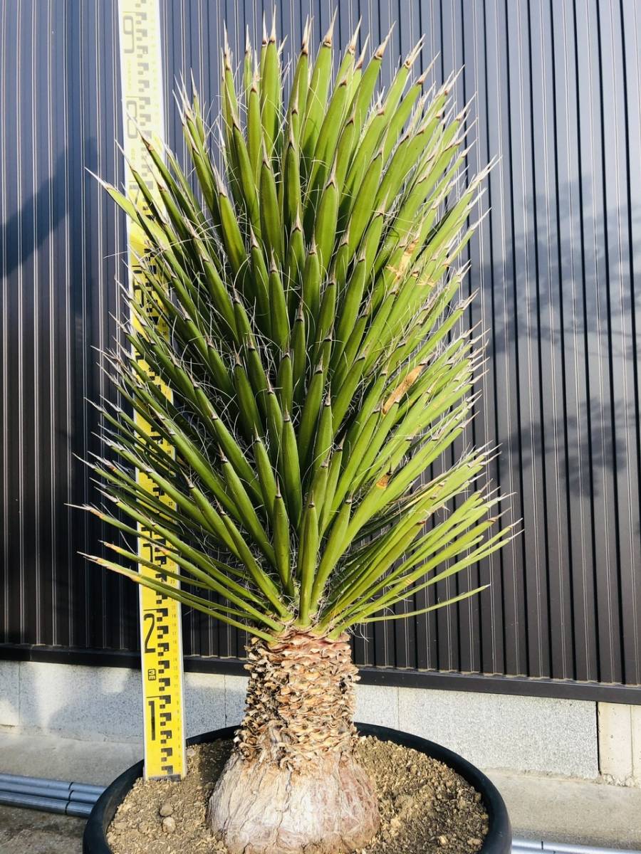 観葉植物 ユッカ フィリフェラ 4