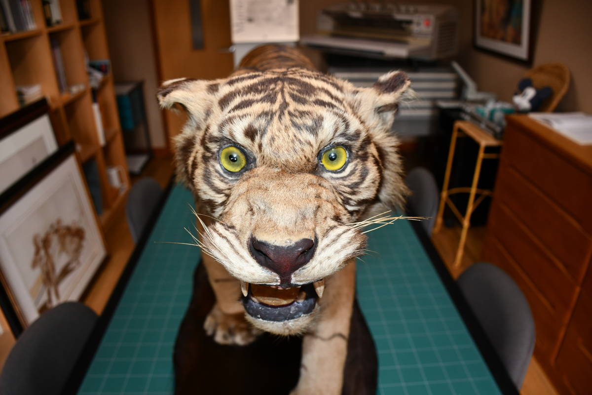 虎 トラ 剥製 迫力満点 全長185cm 国際希少登録票 虎の剥製 【公式通販】