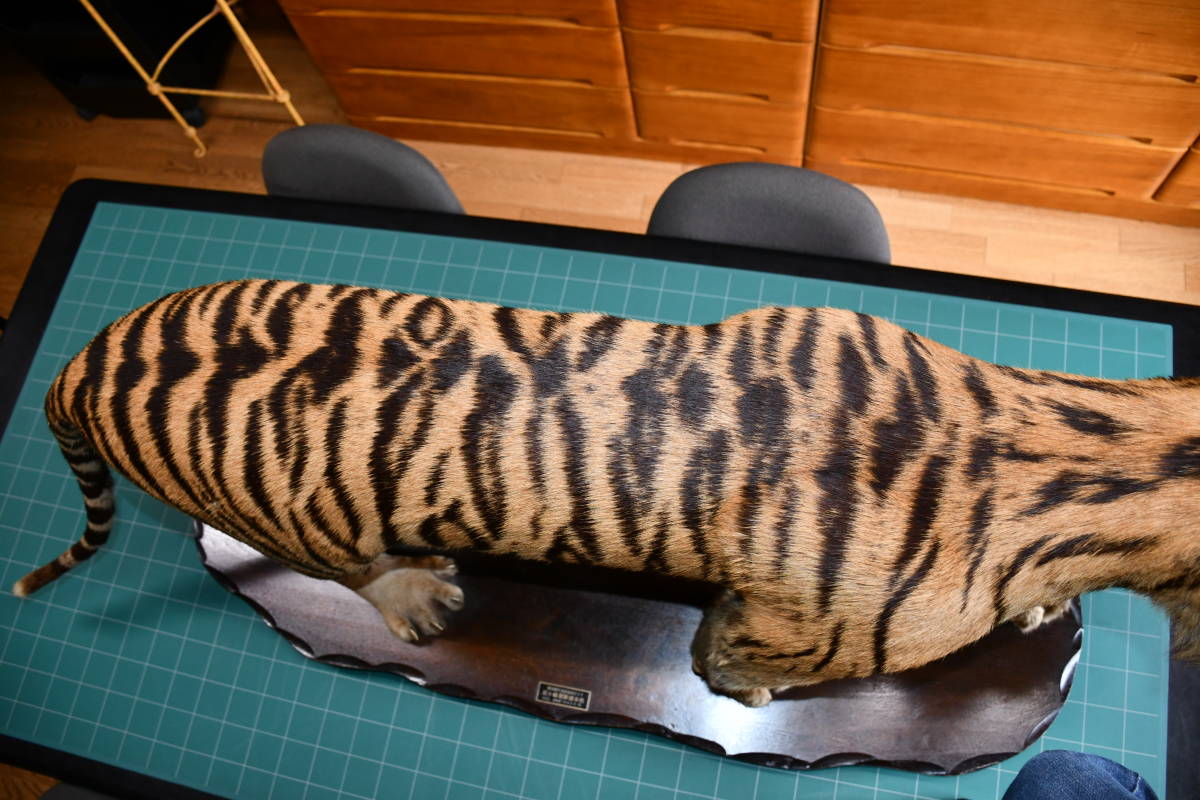 虎 トラ 剥製 迫力満点 全長185cm 国際希少登録票 虎の剥製 【公式通販】