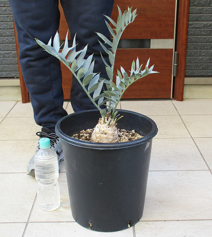 【現品】エンセファラルトス：ホリダス　Encephalartos horridus　９号　Ⅴ