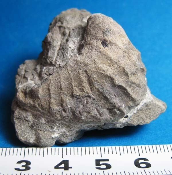 ウミユリ 化石　モロッコ産 レア！ウミユリの化石【Ascocystites sp.】【814 g】モロッコ王国産