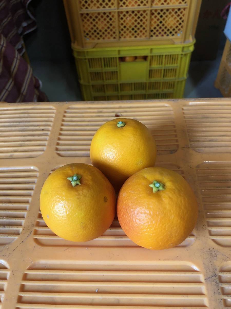 #01＿訳あり＿規格外_ブラッドオレンジ（モロ）10ｋｇ箱_2