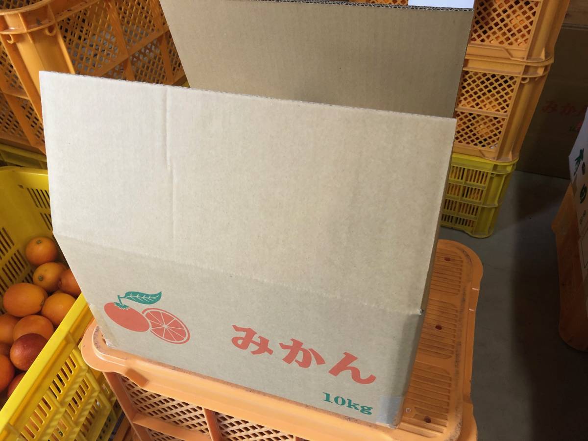 #01＿訳あり＿規格外_ブラッドオレンジ（モロ）10ｋｇ箱_3