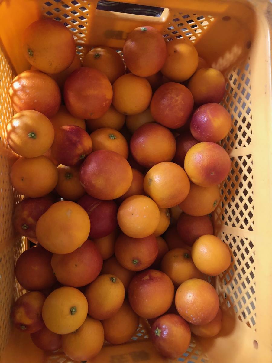 #01＿訳あり＿規格外_ブラッドオレンジ（モロ）10ｋｇ箱_4