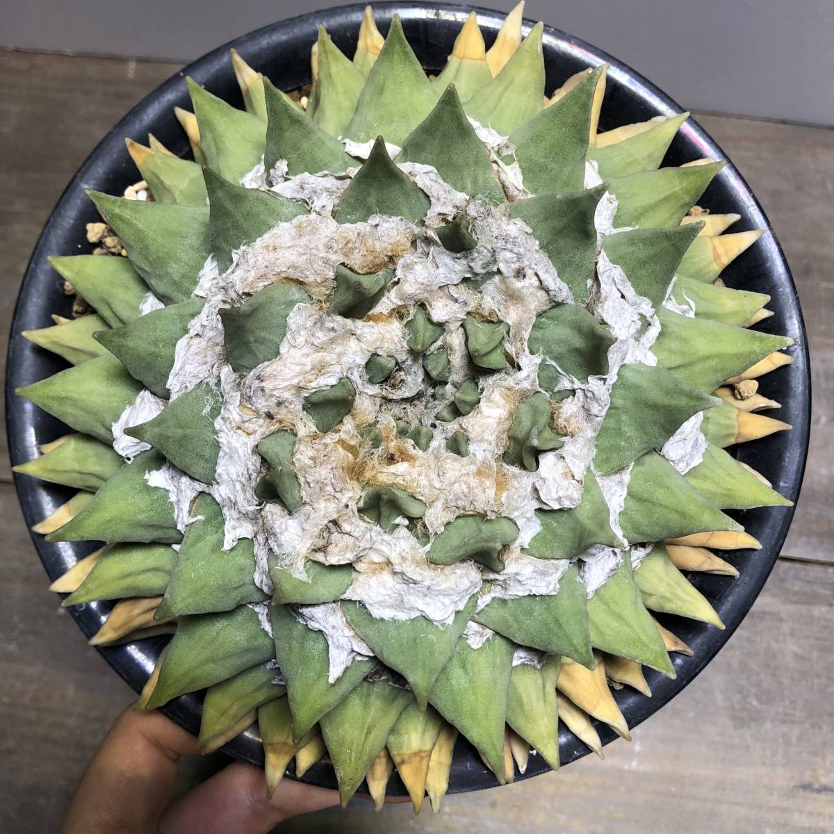 大疣花牡丹 実生 サボテン 多肉植物 アリオカルプス 岩牡丹 サボテン 実生 - | 岩牡丹と玉牡丹 楽天ブログ