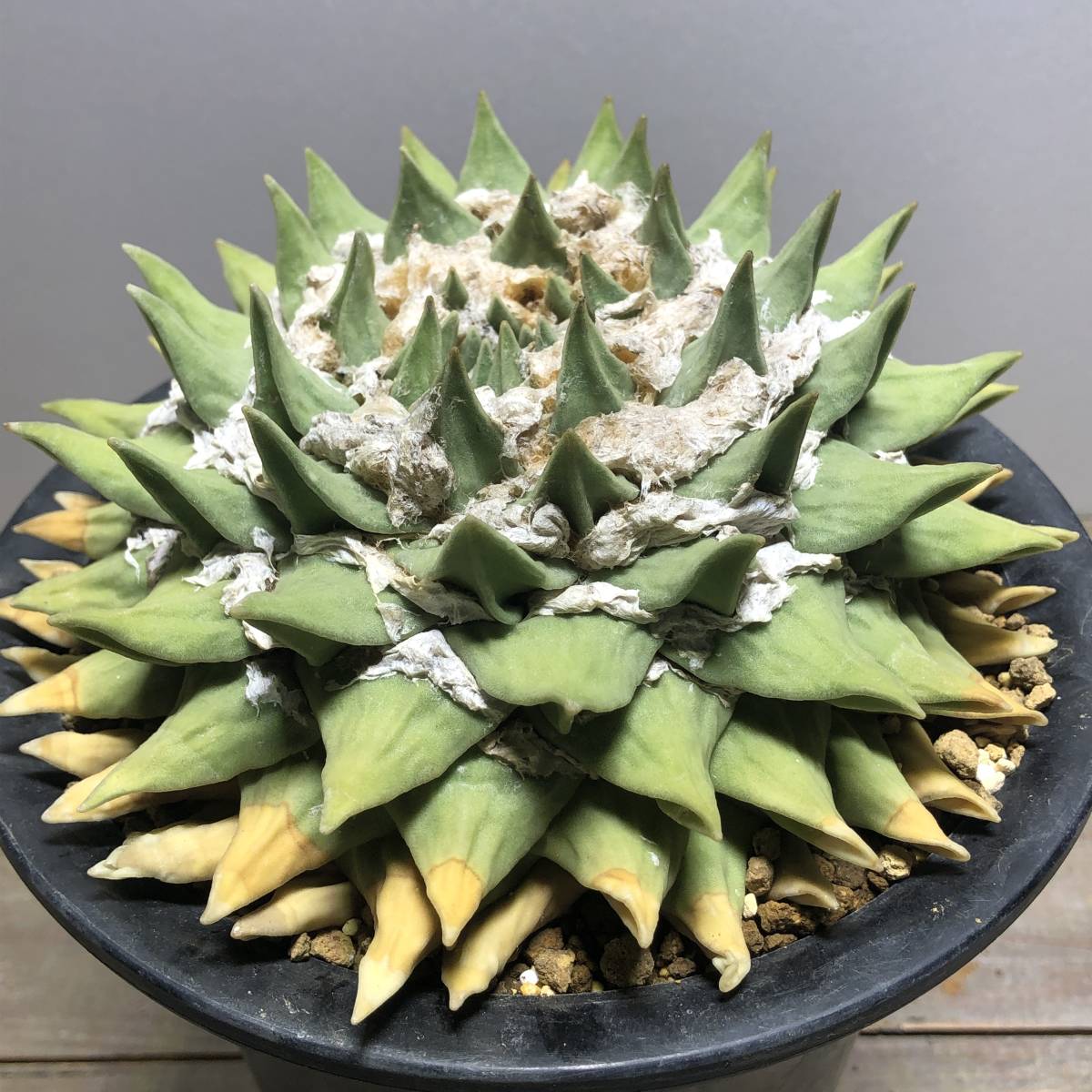 大疣花牡丹 実生 サボテン 多肉植物 アリオカルプス 岩牡丹 サボテン 実生 - | 岩牡丹と玉牡丹 楽天ブログ