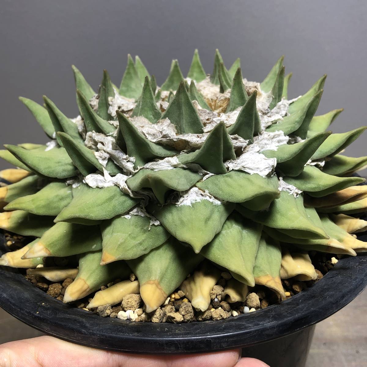 大疣花牡丹 実生 サボテン 多肉植物 アリオカルプス 岩牡丹 サボテン 実生 - | 岩牡丹と玉牡丹 楽天ブログ