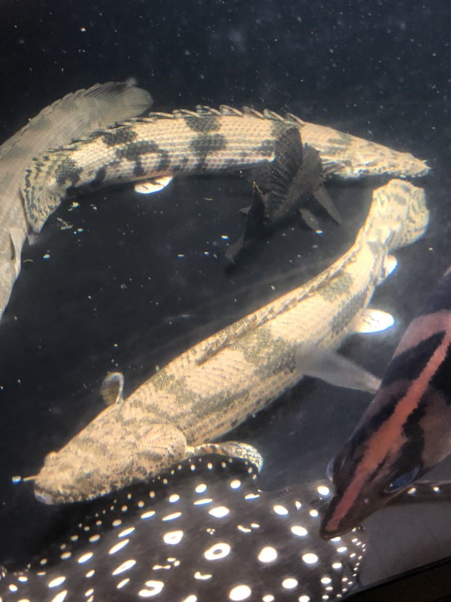 ポリプテルス エンドリケリー 淡水魚通販特価 No6 po.エンドリケリー 