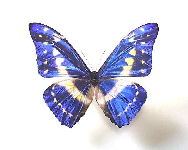 外国産蝶標本 カキカモルフォ ペルー 公式通販 産 ☆ペルー産