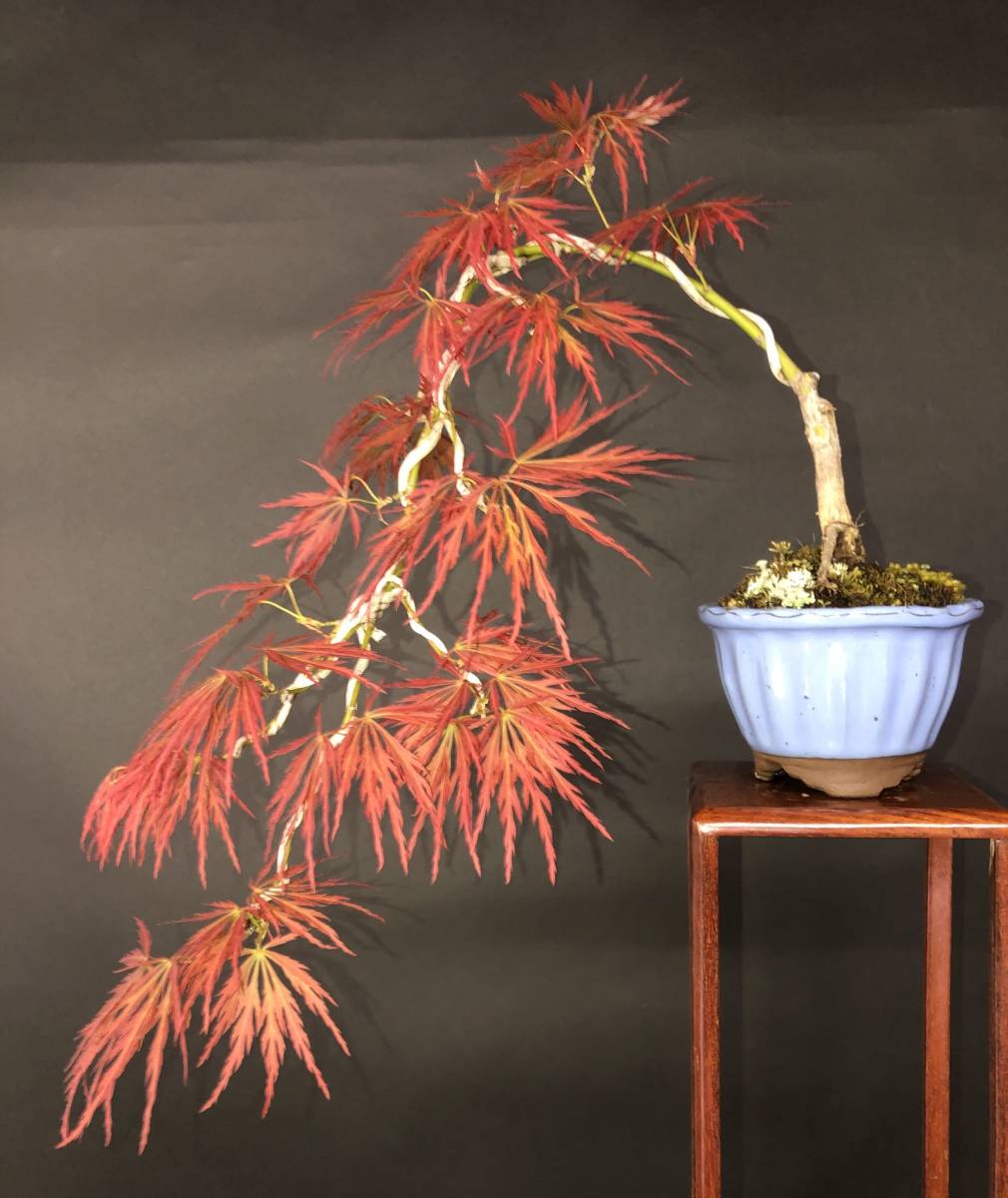 苗 もみじ 特撰庭木・植木：紅しだれもみじ（赤しだれもみじ）*紅 庭木・植木 5号ロングポット 山もみじ根上り懸崖 もみじ【赤葉しだれ】、懸崖、上下38cm。