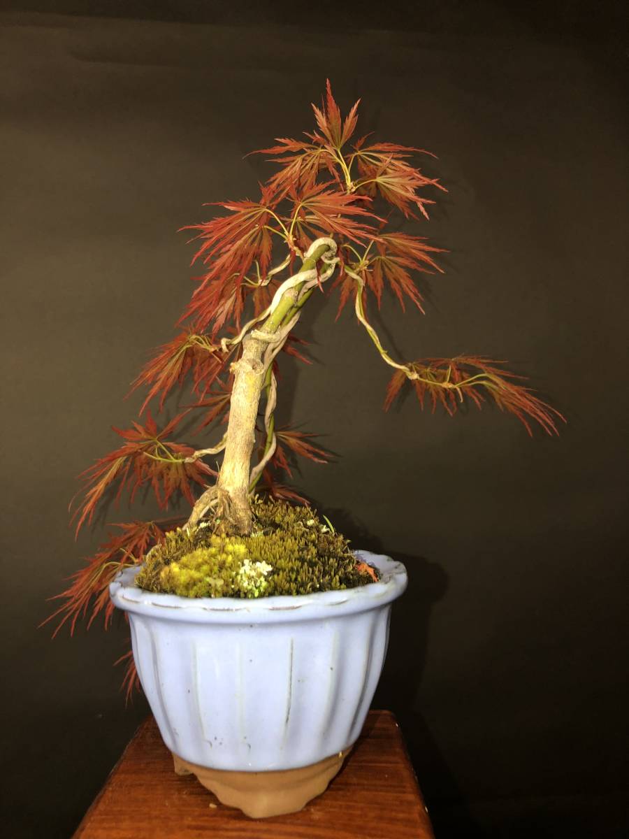 苗 もみじ 特撰庭木・植木：紅しだれもみじ（赤しだれもみじ）*紅 庭木・植木 5号ロングポット 山もみじ根上り懸崖 もみじ【赤葉しだれ】、懸崖、上下38cm。