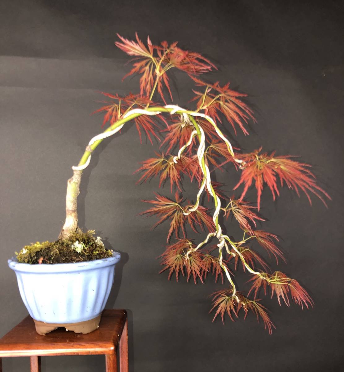 苗 もみじ 特撰庭木・植木：紅しだれもみじ（赤しだれもみじ）*紅 庭木・植木 5号ロングポット 山もみじ根上り懸崖 もみじ【赤葉しだれ】、懸崖、上下38cm。