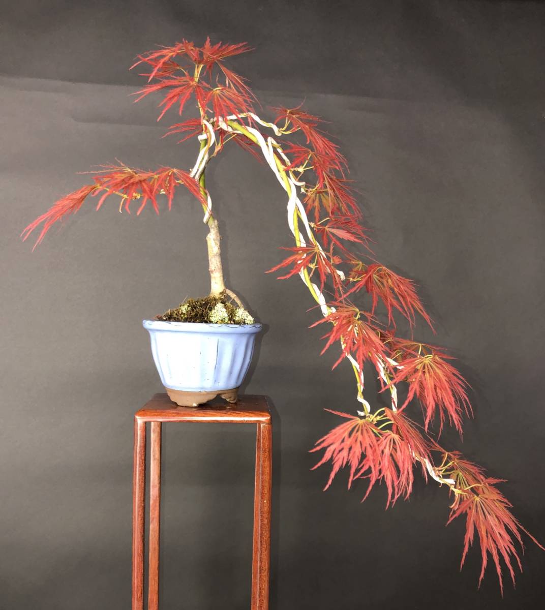 苗 もみじ 特撰庭木・植木：紅しだれもみじ（赤しだれもみじ）*紅 庭木・植木 5号ロングポット 山もみじ根上り懸崖 もみじ【赤葉しだれ】、懸崖、上下38cm。