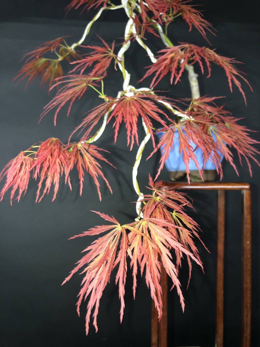 苗 もみじ 特撰庭木・植木：紅しだれもみじ（赤しだれもみじ）*紅 庭木・植木 5号ロングポット 山もみじ根上り懸崖 もみじ【赤葉しだれ】、懸崖、上下38cm。