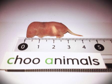 国産冷凍マウス 100匹（送料無料一部地域発送不可） ピンクS 100匹入り 国産冷凍ピンクマウスM 送料別 国産冷凍ピンクマウスS 100匹