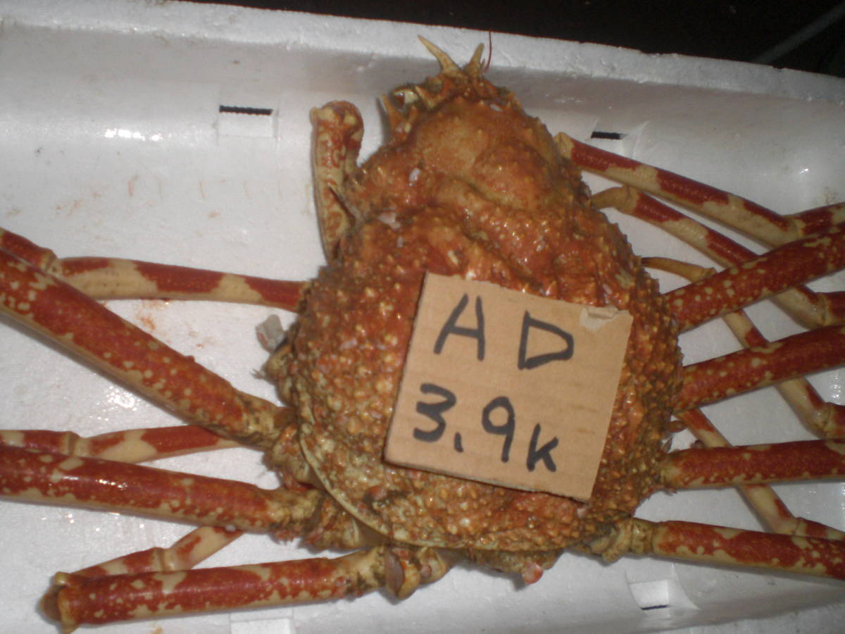 【1000円スタート】【和歌山産】　 タカアシガニ（約3.9ｋ）【訳有】　冷凍 　AD 北海北の味超特大活カニ堅オホーツク産訳なし花咲1尾2.1 4000円スタート和歌山産 和歌山産 - Yahoo!オークション 鳥取&frasl;境港〈着日指定可〉＜訳あり＞《冷凍》釜茹で紅ズワイガニ